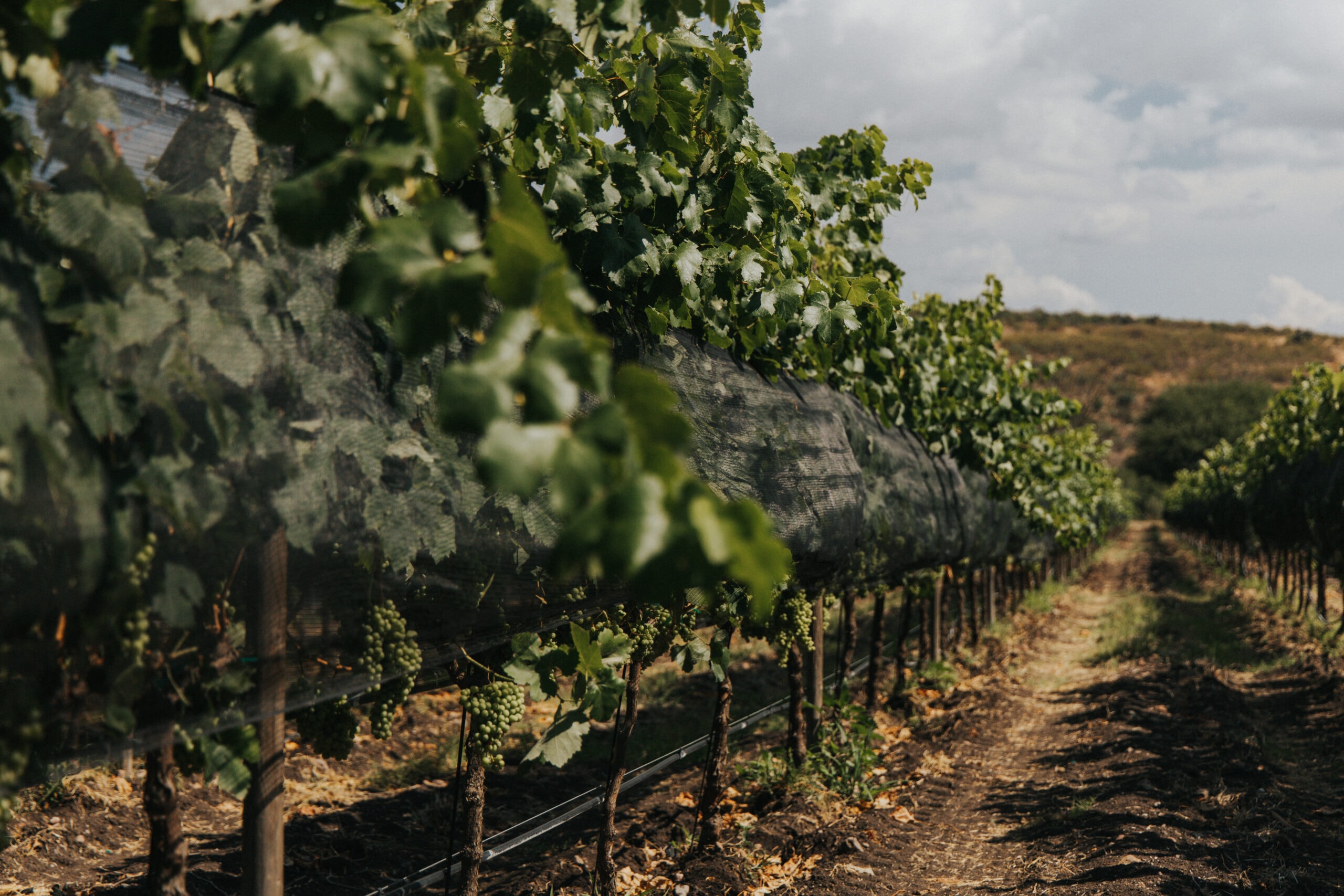 Vineyard rows and grape clusters at Puerta del Lobo